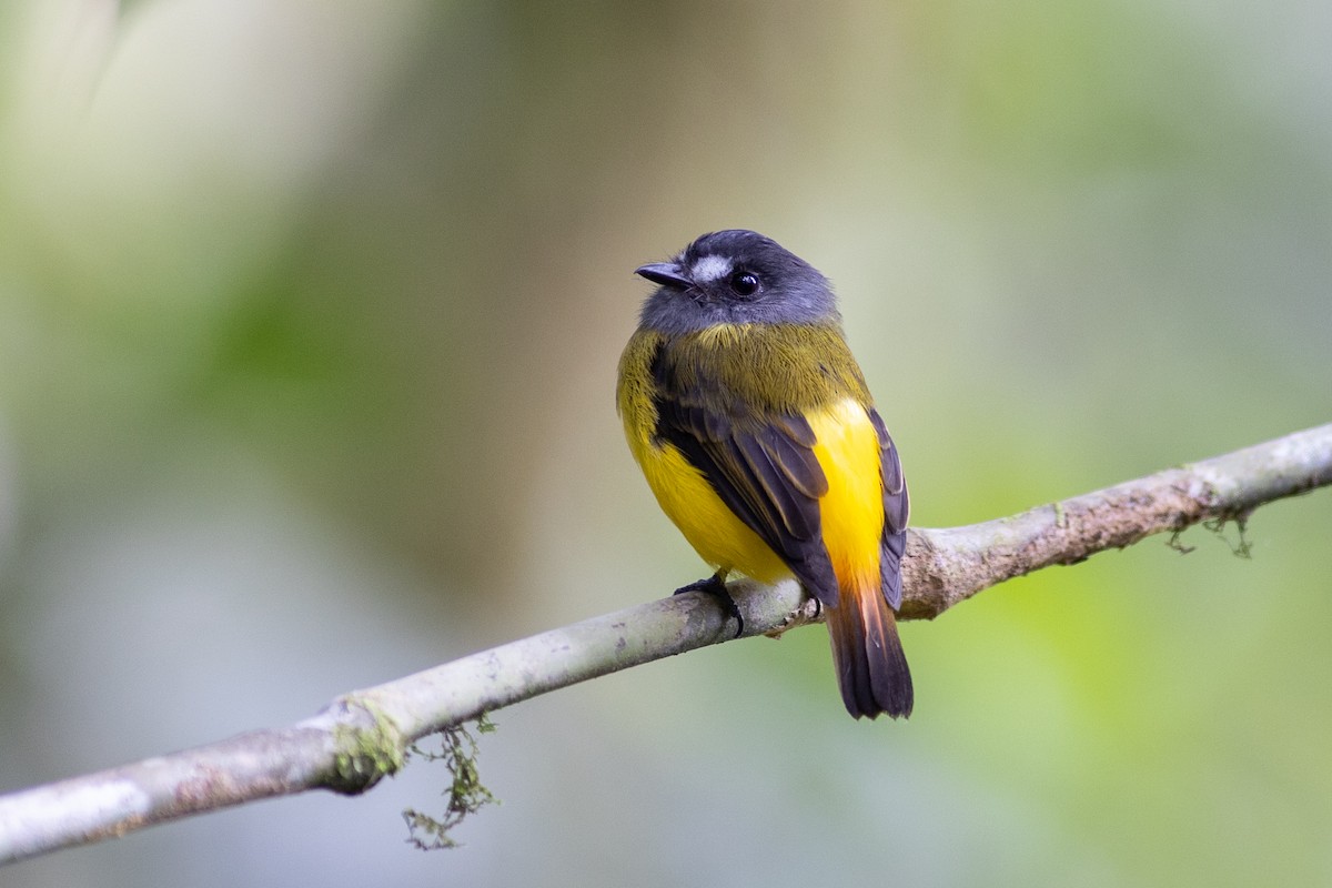 Ornate Flycatcher - ML647153936