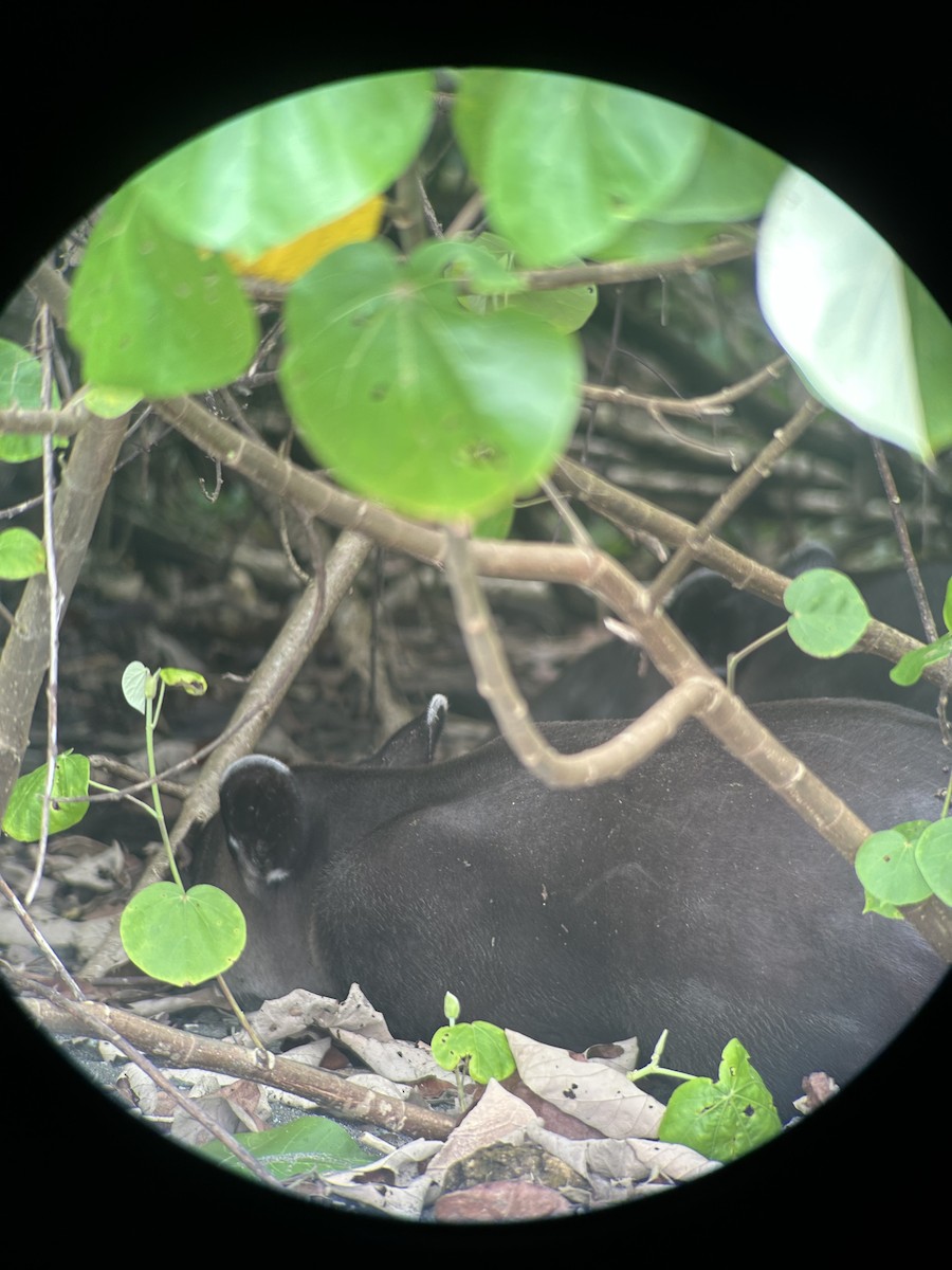 Baird's Tapir - ML647153939
