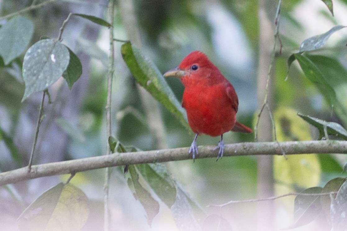 Summer Tanager - ML647153940