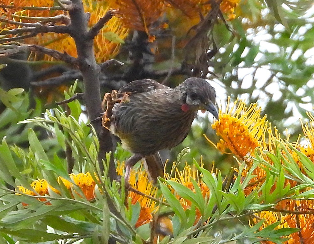 Red Wattlebird - ML647153947