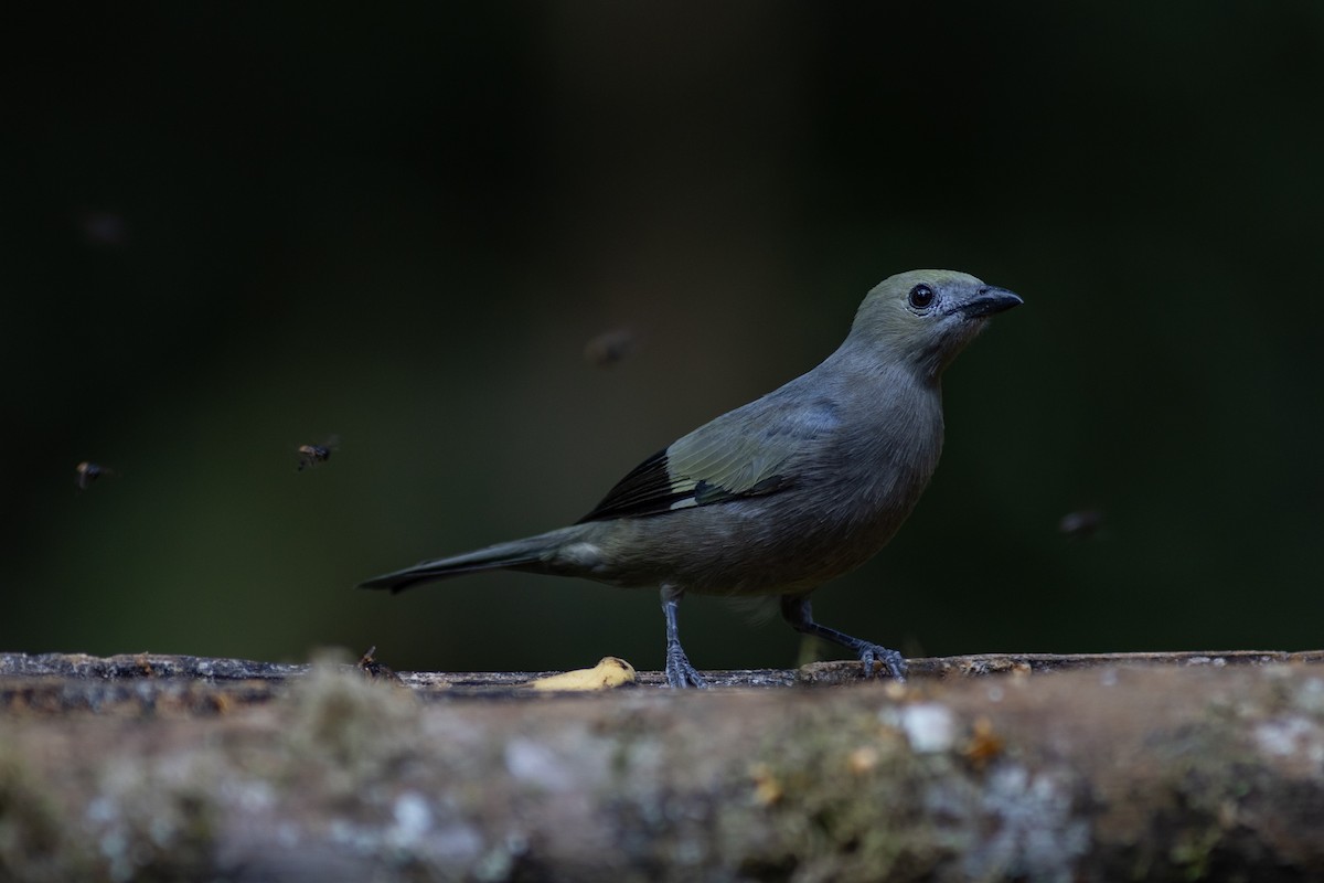 Palm Tanager - ML647153950