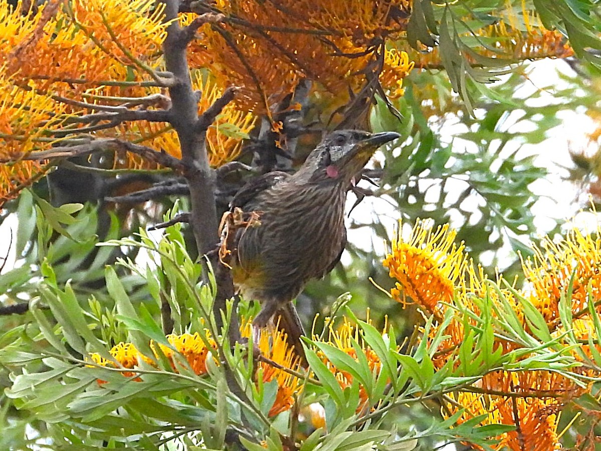 Red Wattlebird - ML647153971
