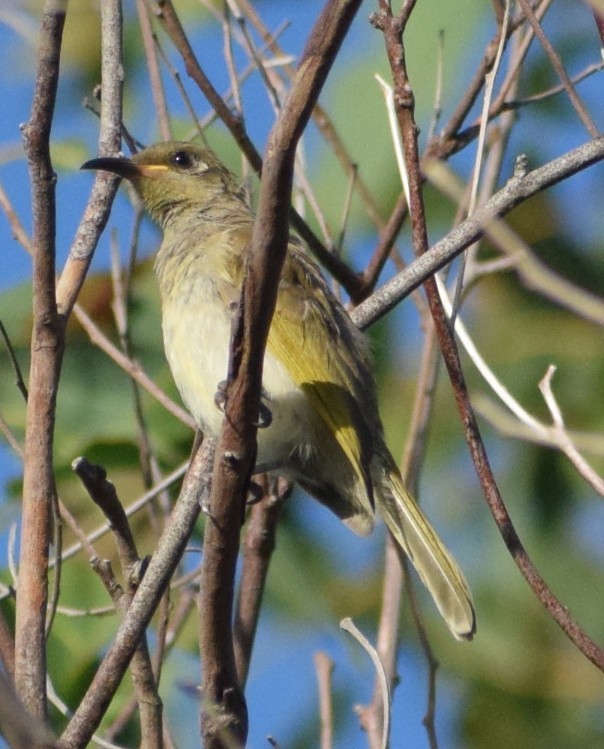 Brown Honeyeater - ML647153998