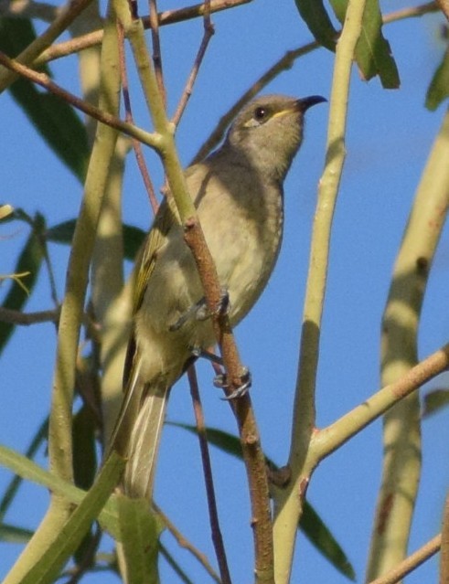 Brown Honeyeater - ML647153999