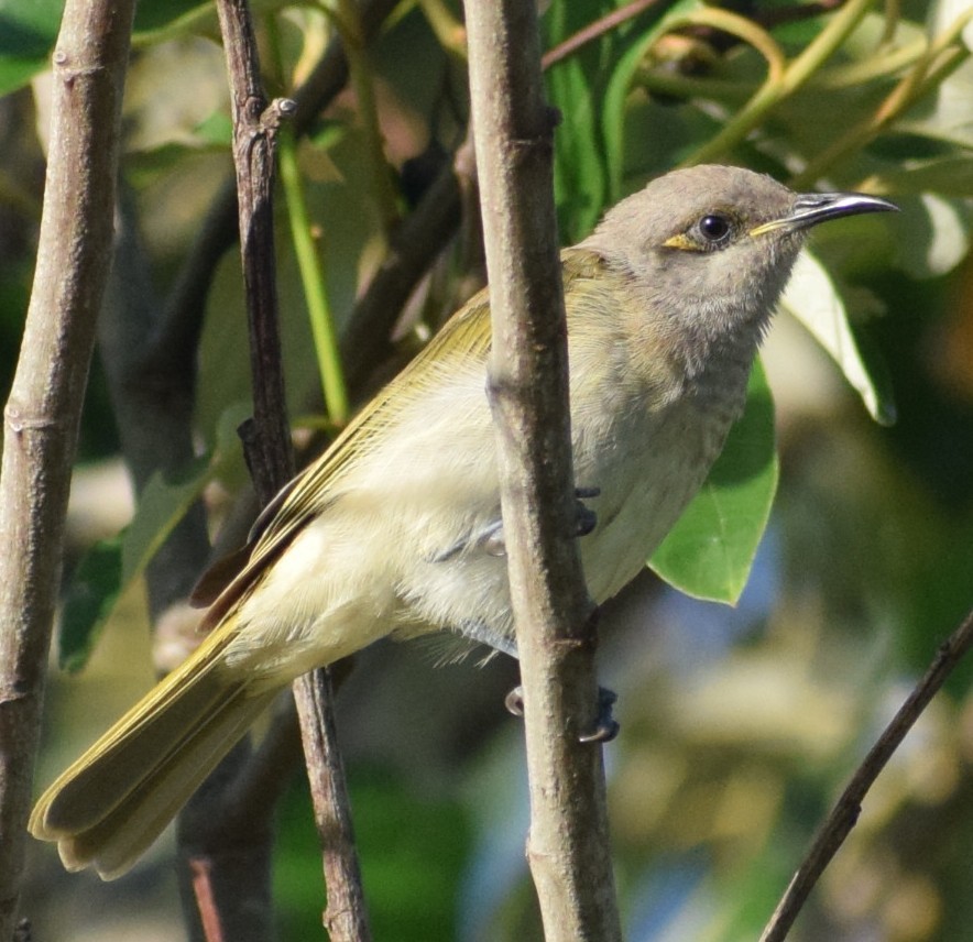 Brown Honeyeater - ML647154000