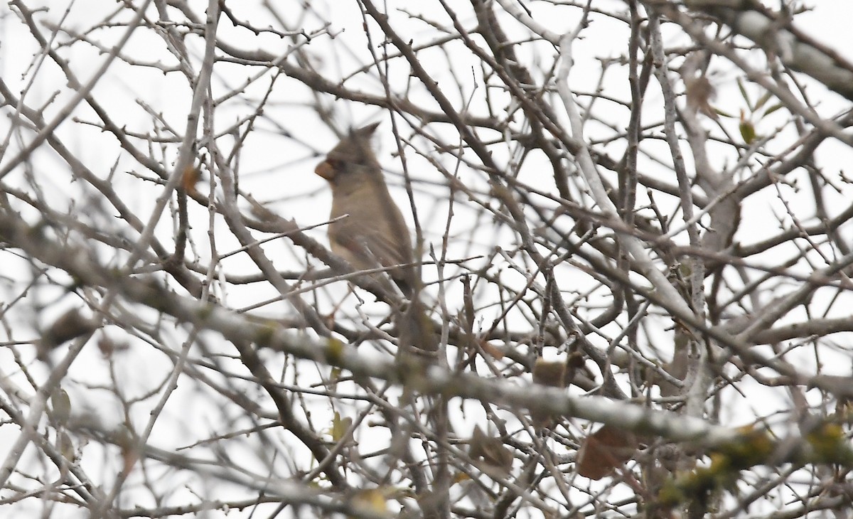 Кардинал червоногорлий - ML647154008