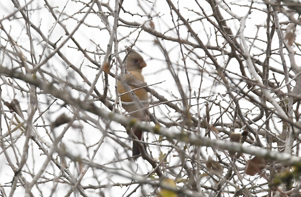 Кардинал червоногорлий - ML647154010