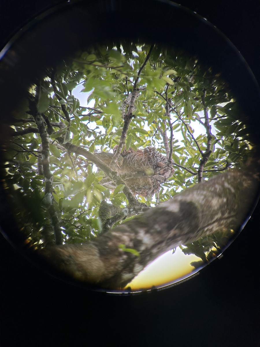 Two-Toed Sloths - ML647154012