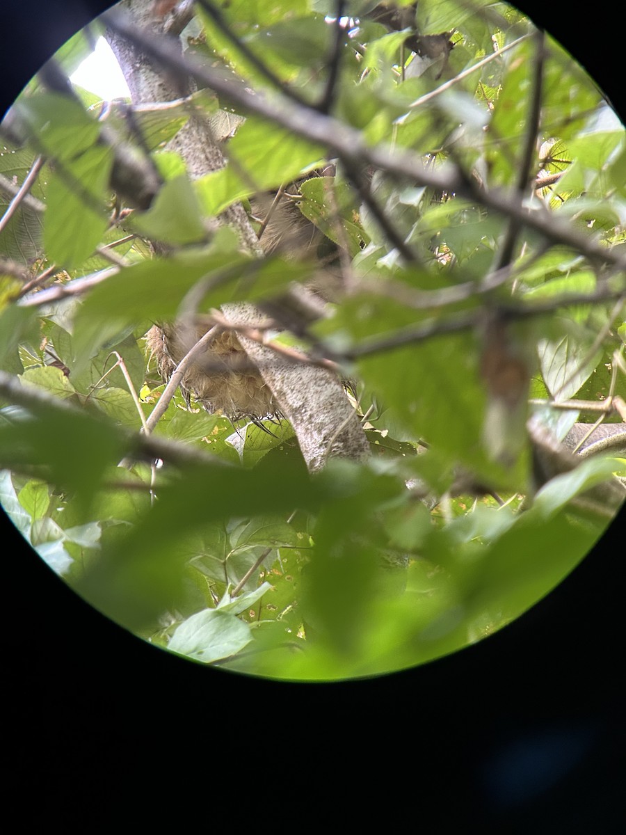 Two-Toed Sloths - ML647154013