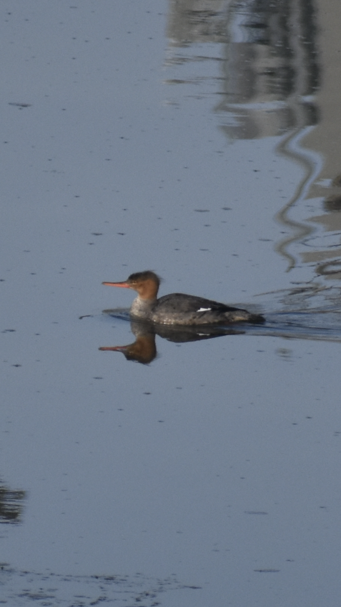 Serreta Mediana - ML647154019