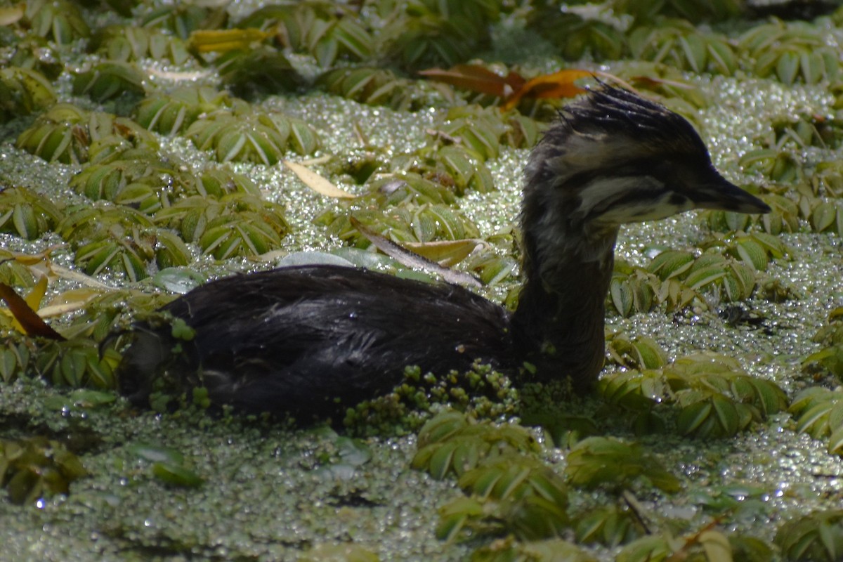 White-tufted Grebe - ML647154021