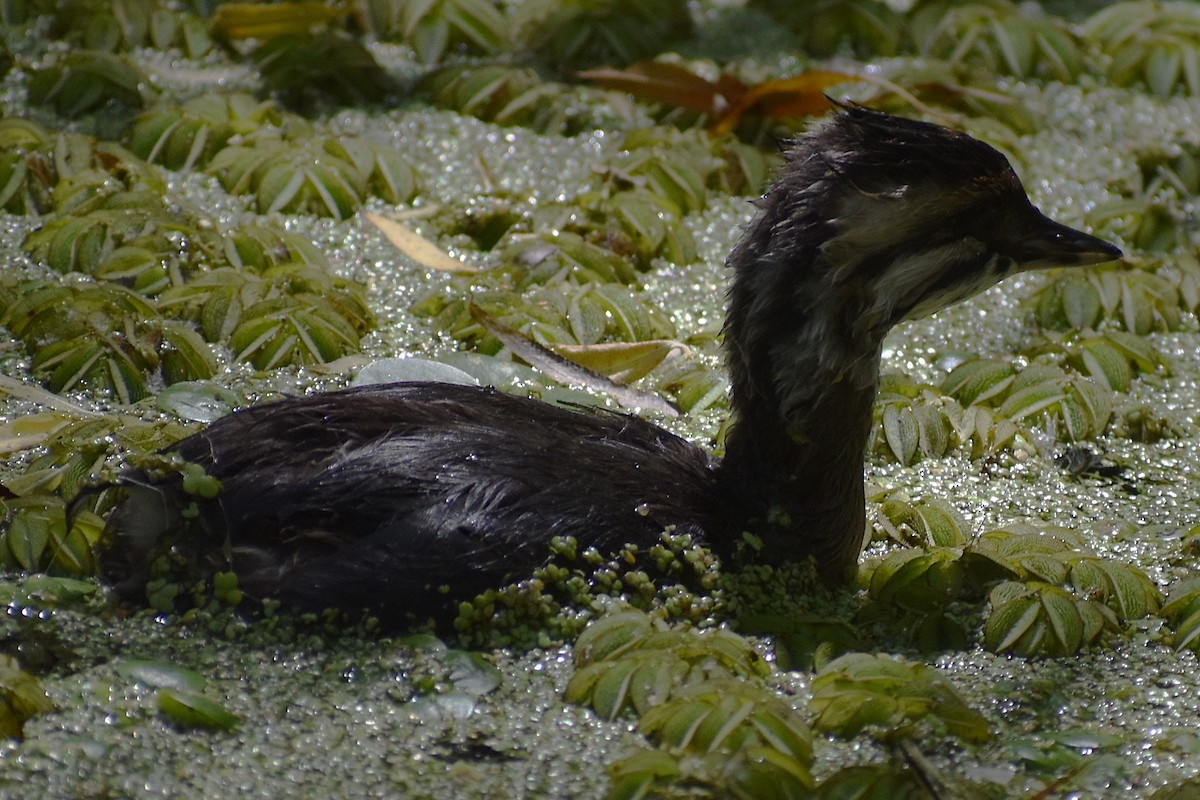 White-tufted Grebe - ML647154022