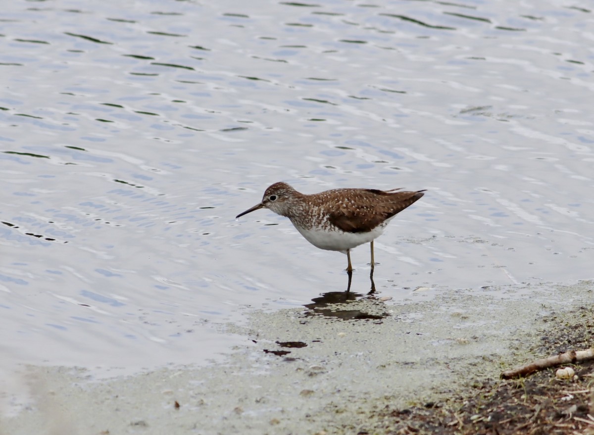 Solitary Sandpiper - ML647154025