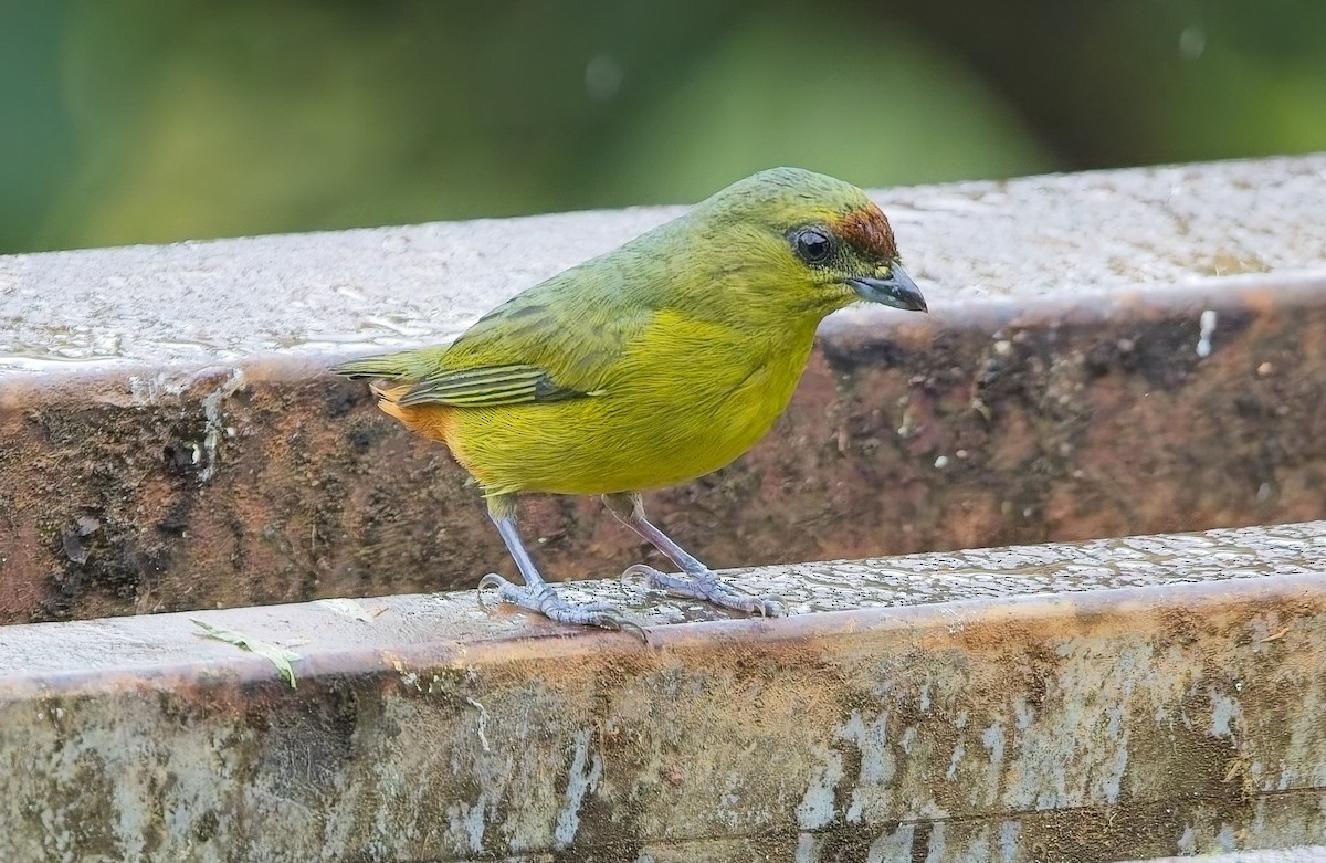 Olive-backed Euphonia - ML647154026