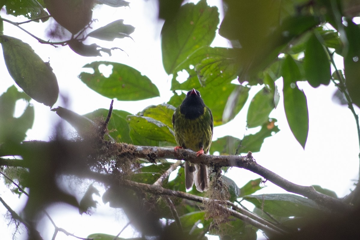 Green-and-black Fruiteater (Green-and-black) - ML647154064