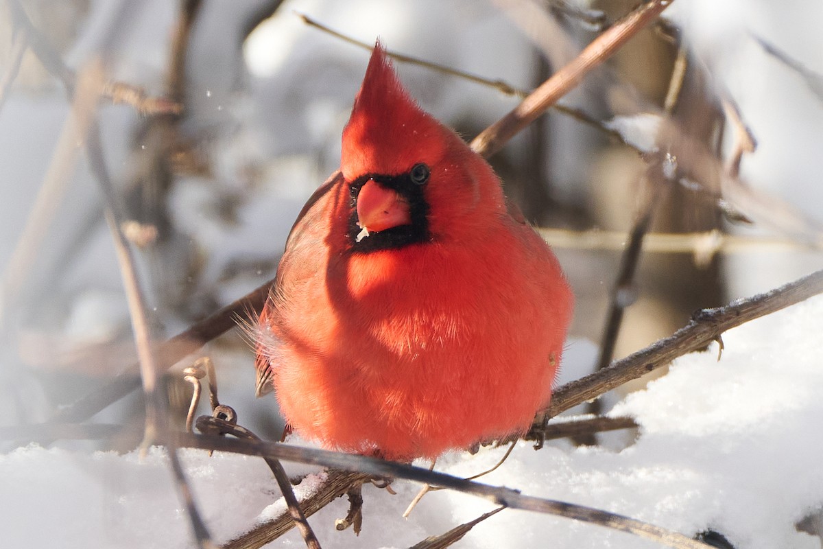 Cardinal rouge - ML647154069