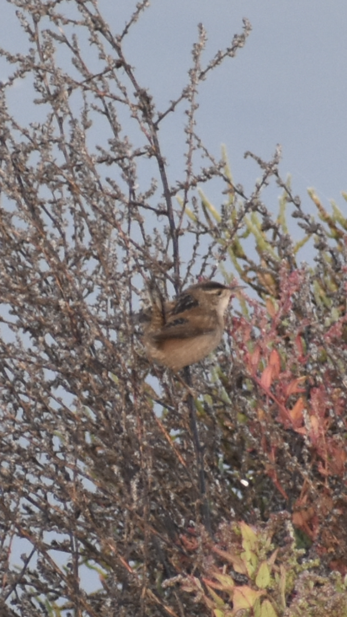 Marsh Wren - ML647154074