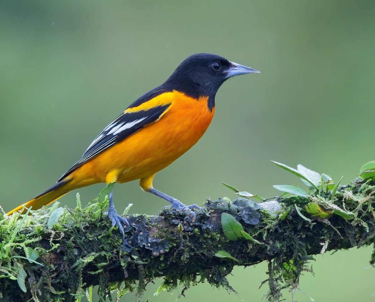 Балтиморский трупиал - ML647154075