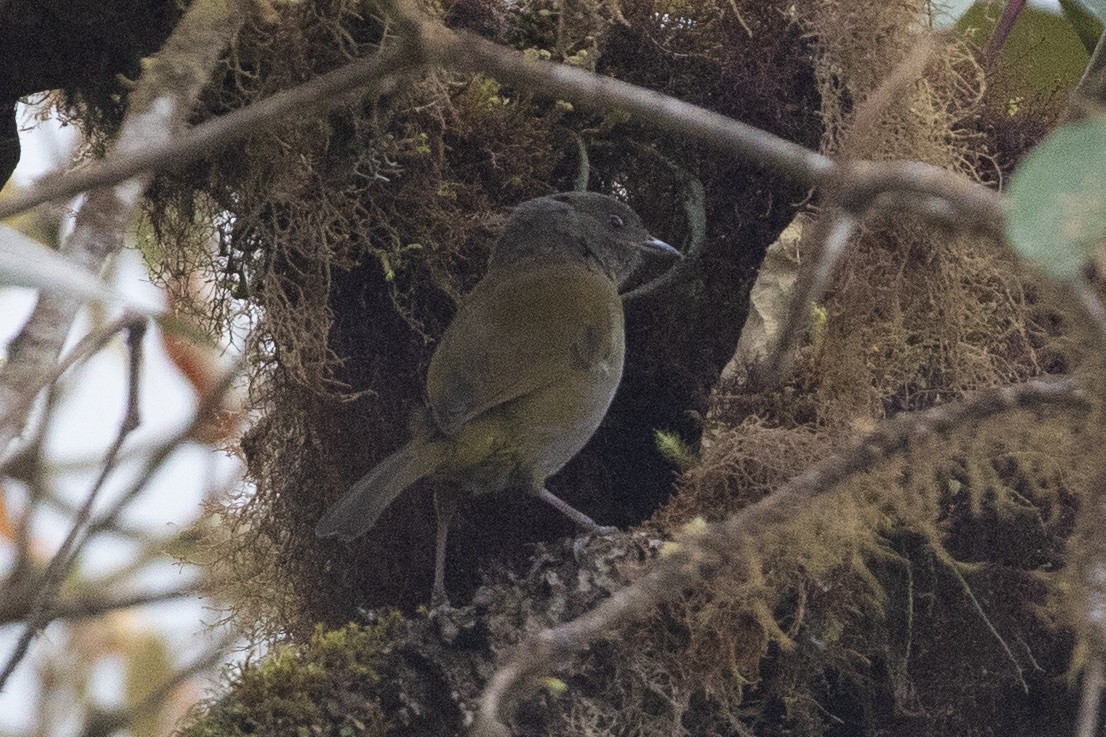 Dusky Chlorospingus - ML647154077