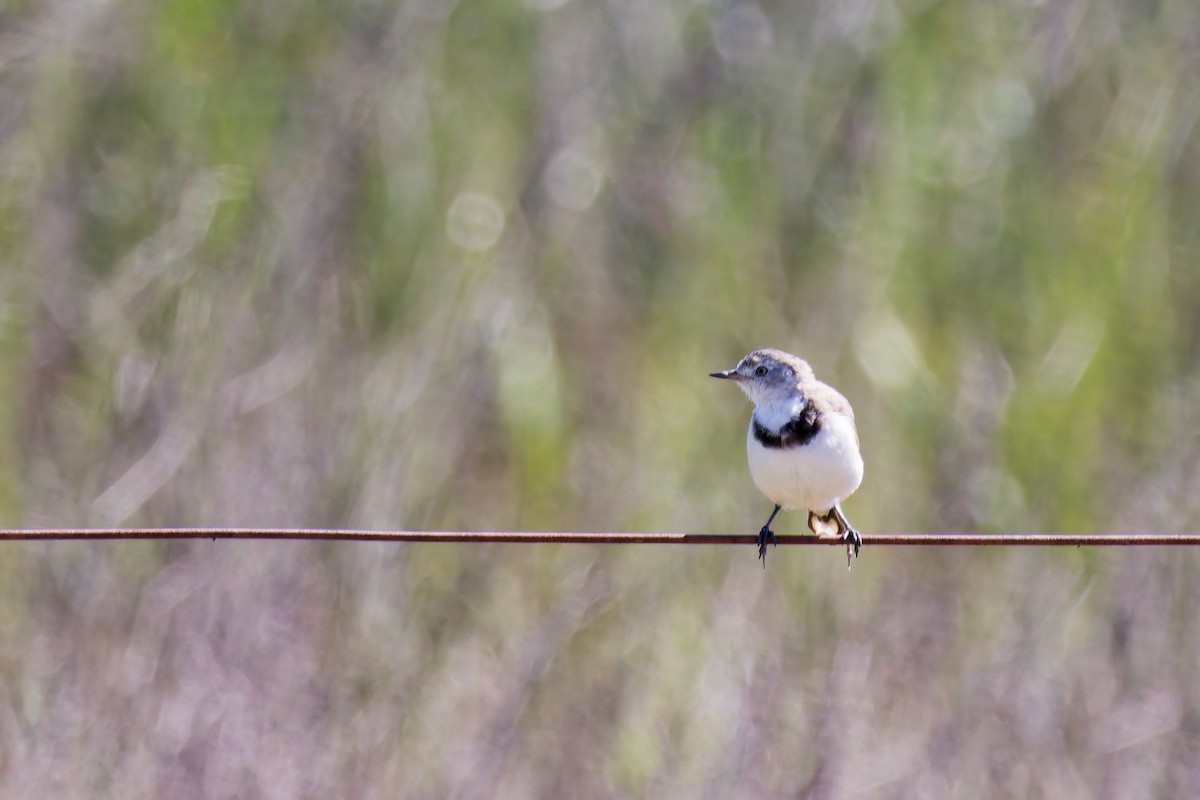 White-fronted Chat - ML647154078