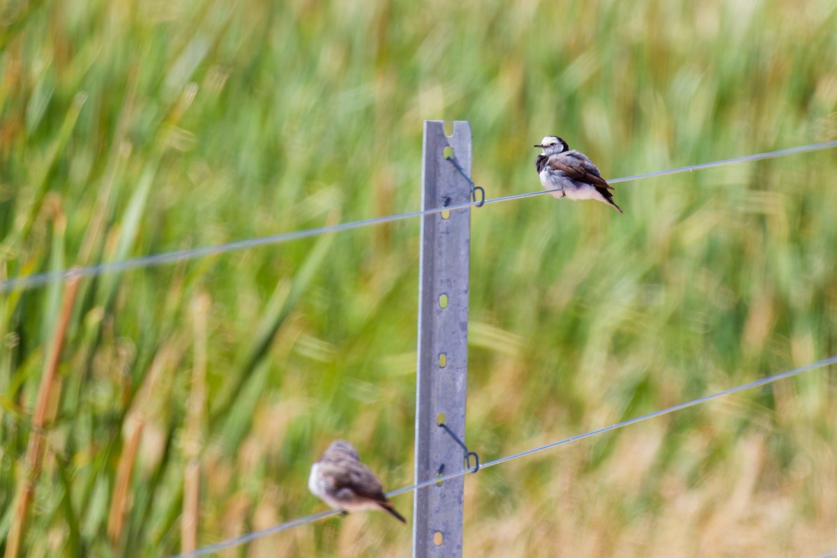 White-fronted Chat - ML647154079