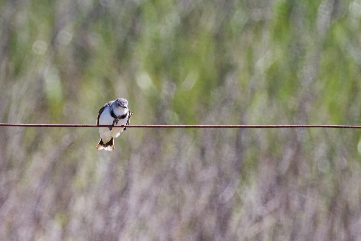 White-fronted Chat - ML647154080