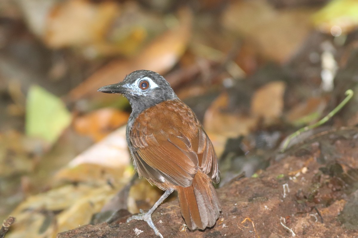 Chestnut-backed Antbird - ML647154081