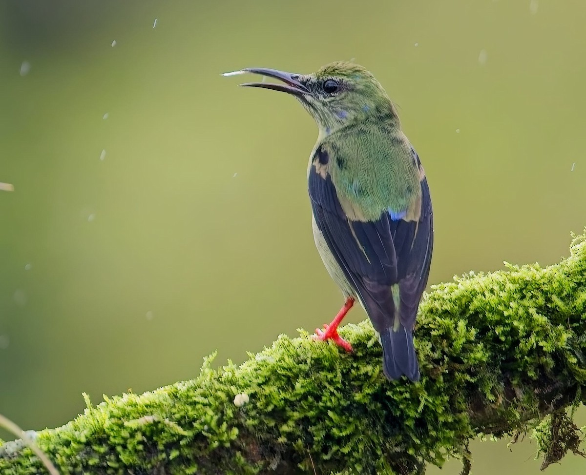Танагра-медоїд бірюзова - ML647154082