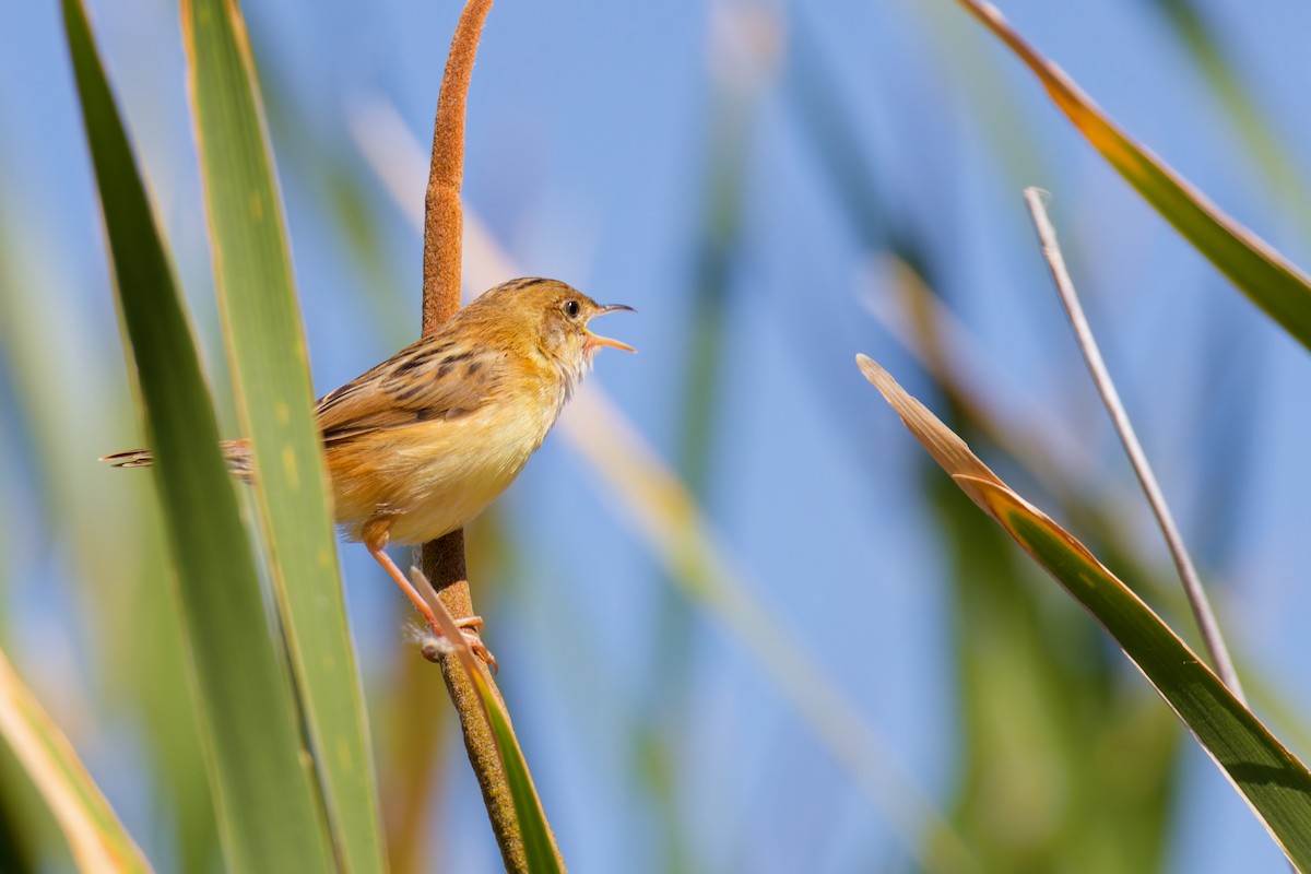 Golden-headed Cisticola - ML647154084
