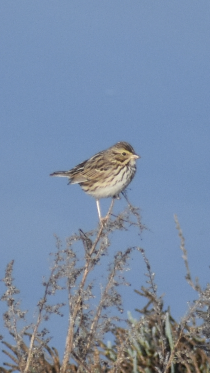 strnadec luční - ML647154085