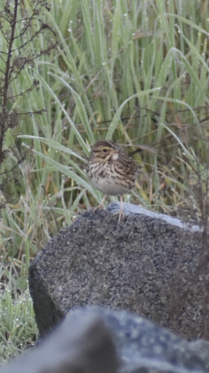 strnadec luční - ML647154086