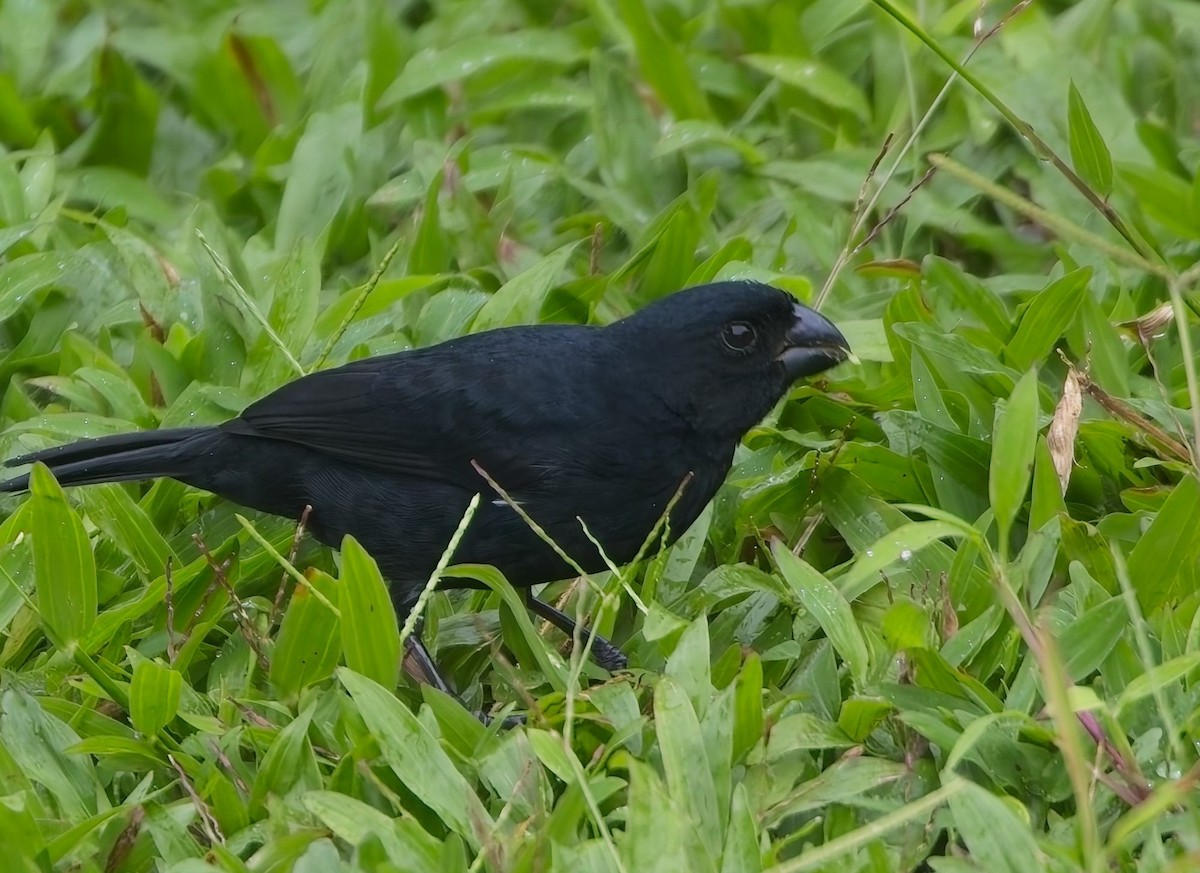 Чёрный просяночник - ML647154088