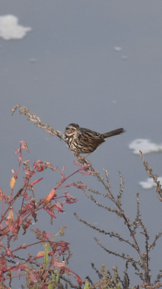 Song Sparrow - ML647154097