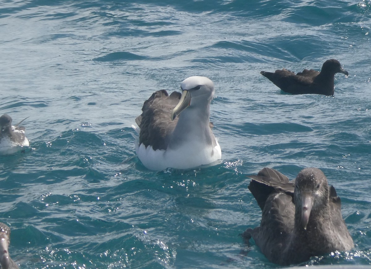 Salvin's Albatross - ML647154098