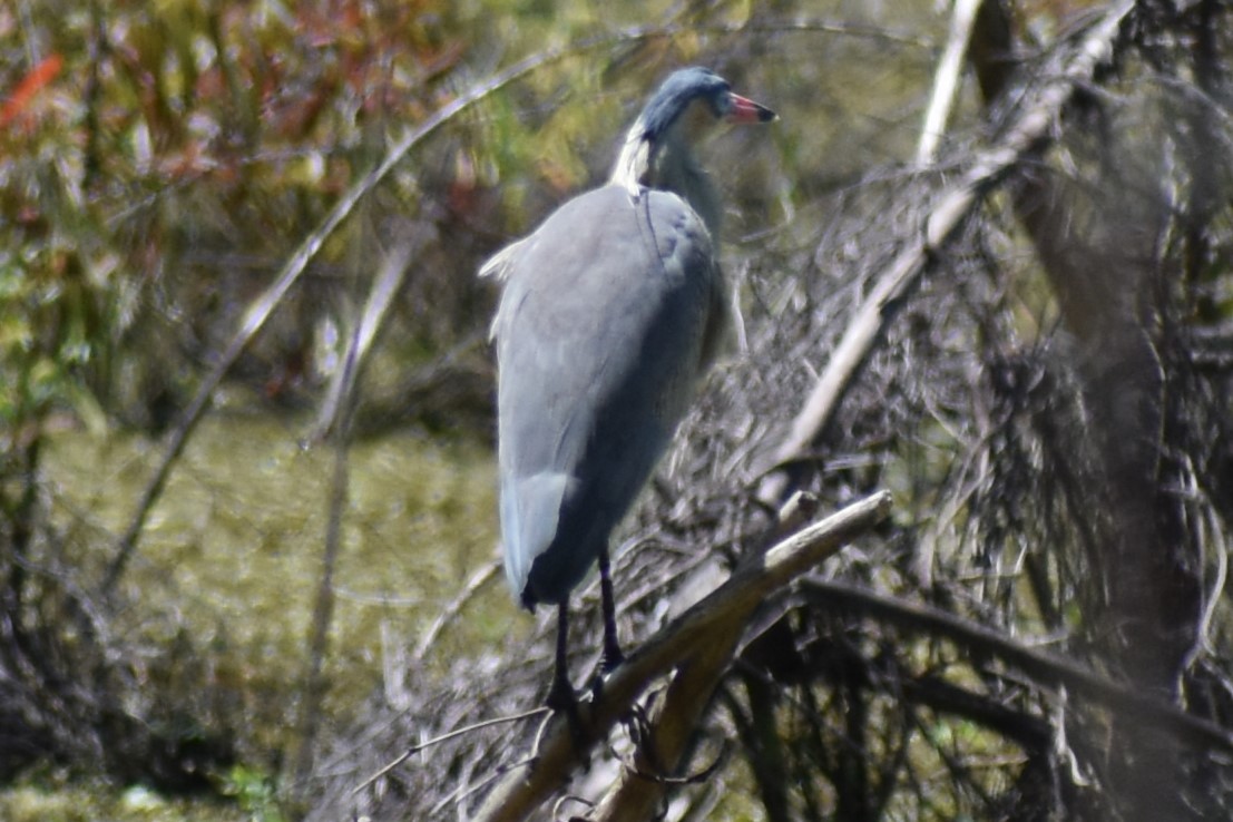 Whistling Heron - ML647154102
