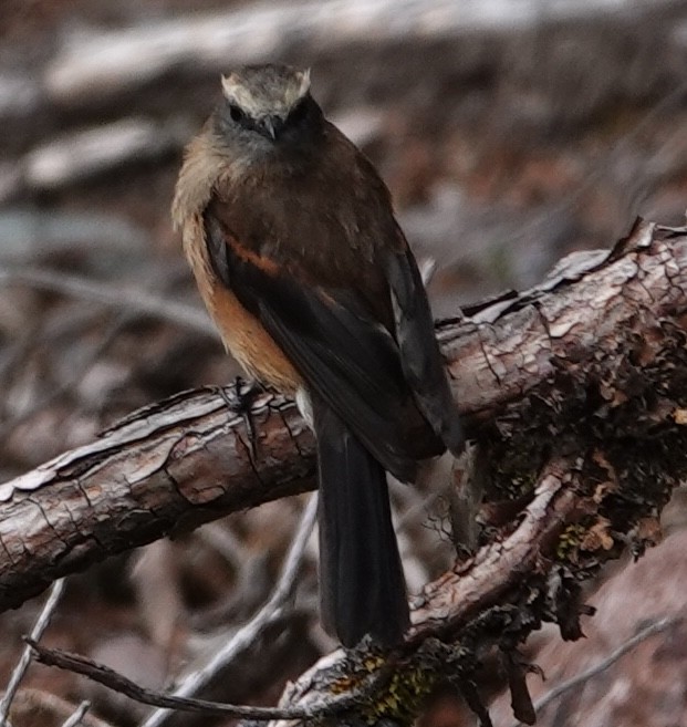 Brown-backed Chat-Tyrant - ML647154103