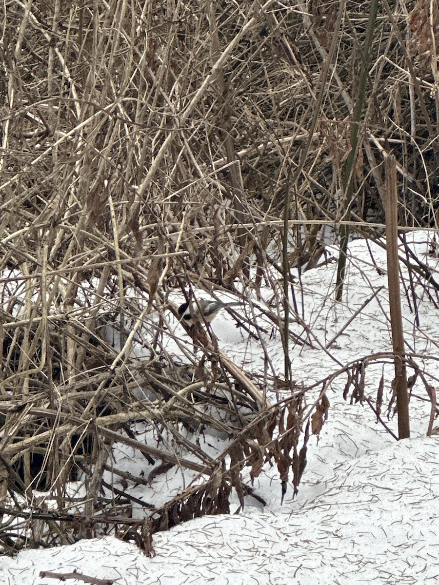 Black-capped Chickadee - ML647154104