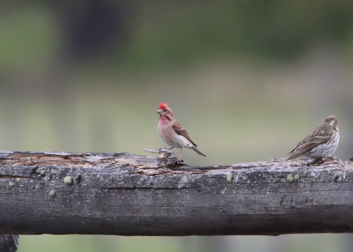 Cassin's Finch - ML647154105