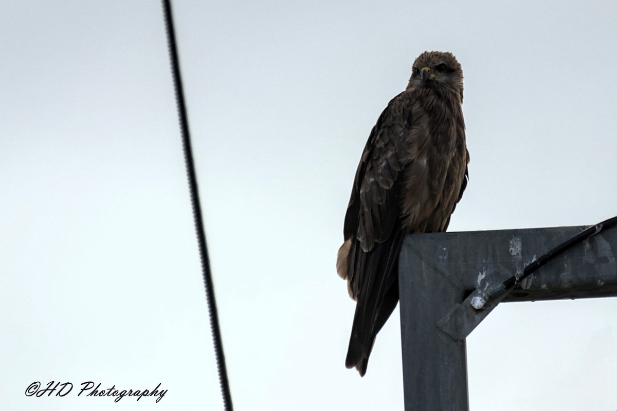 Black Kite - ML647154106