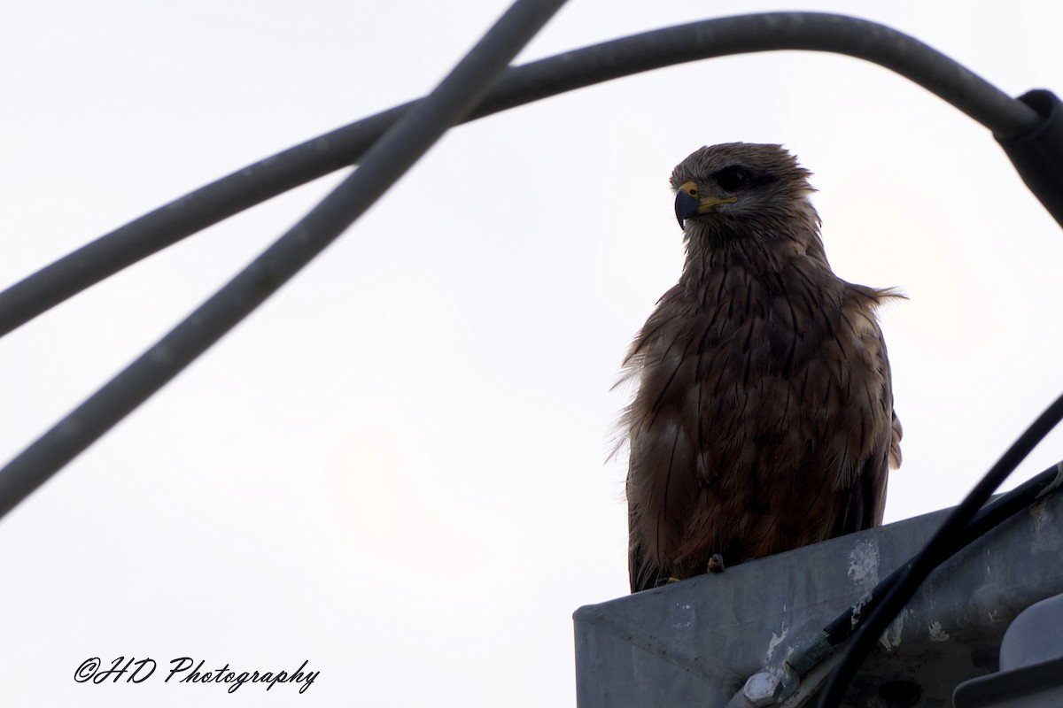 Black Kite - ML647154107