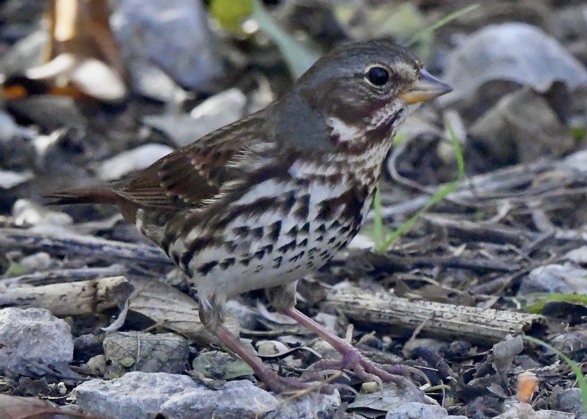Fox Sparrow (Red) - ML647154108