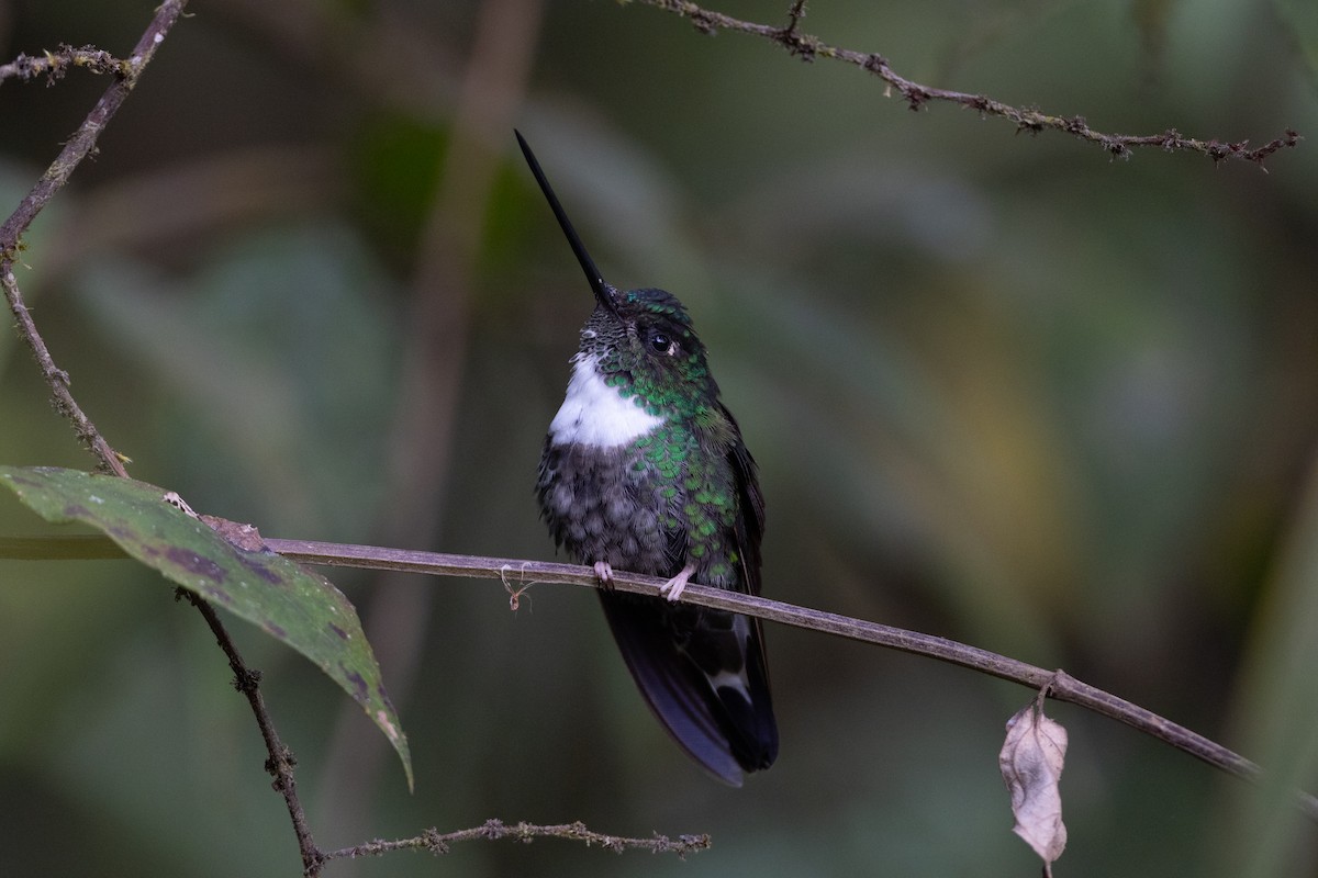 Collared Inca (Collared) - ML647154109