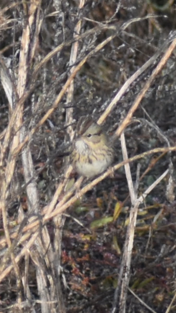 Lincoln's Sparrow - ML647154110