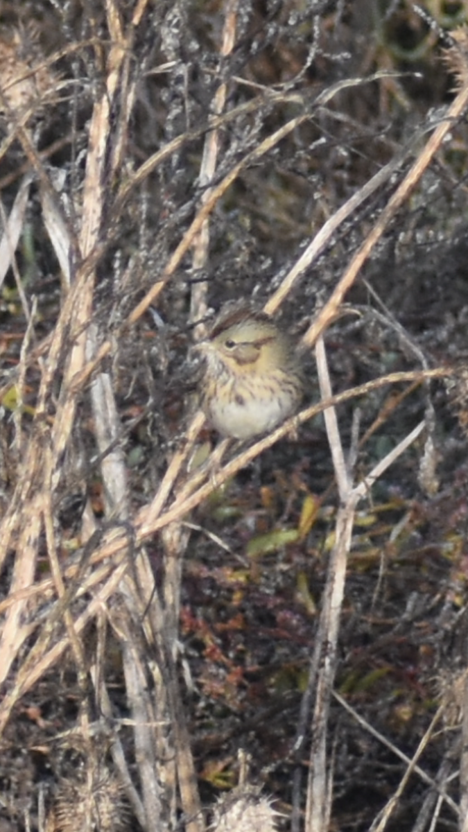 Lincoln's Sparrow - ML647154111