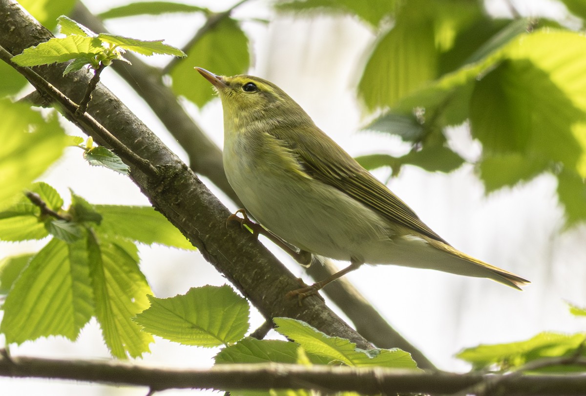 Wood Warbler - ML647154112