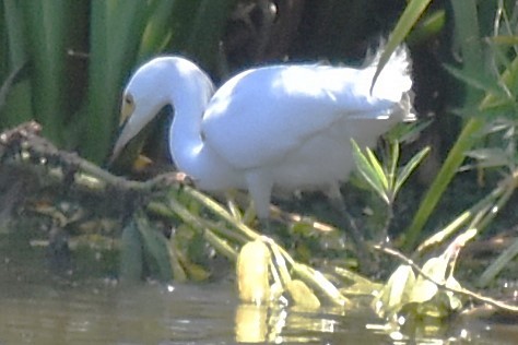 Snowy Egret - ML647154113