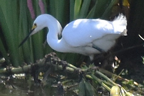 Snowy Egret - ML647154114