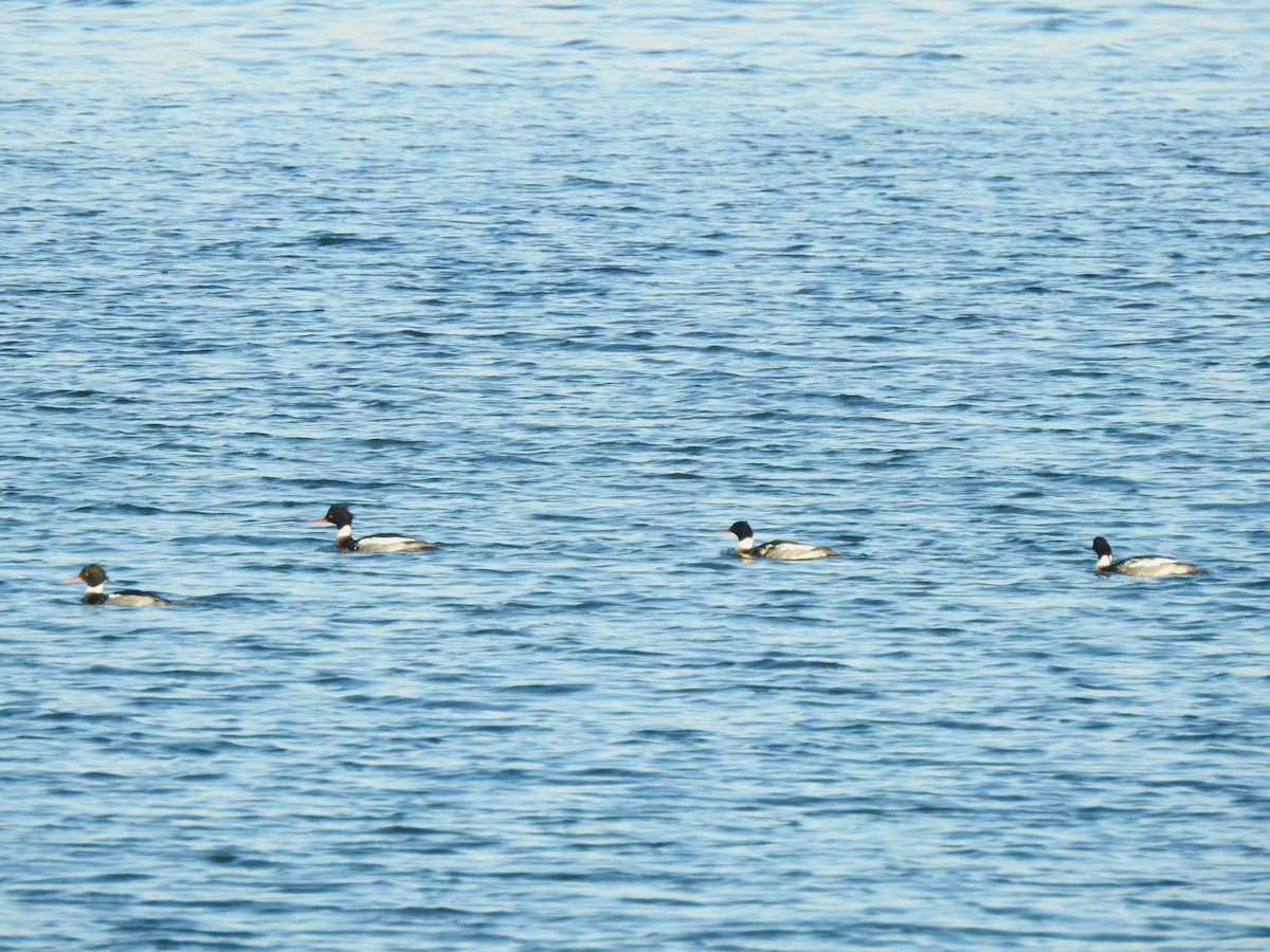 Red-breasted Merganser - ML647154115