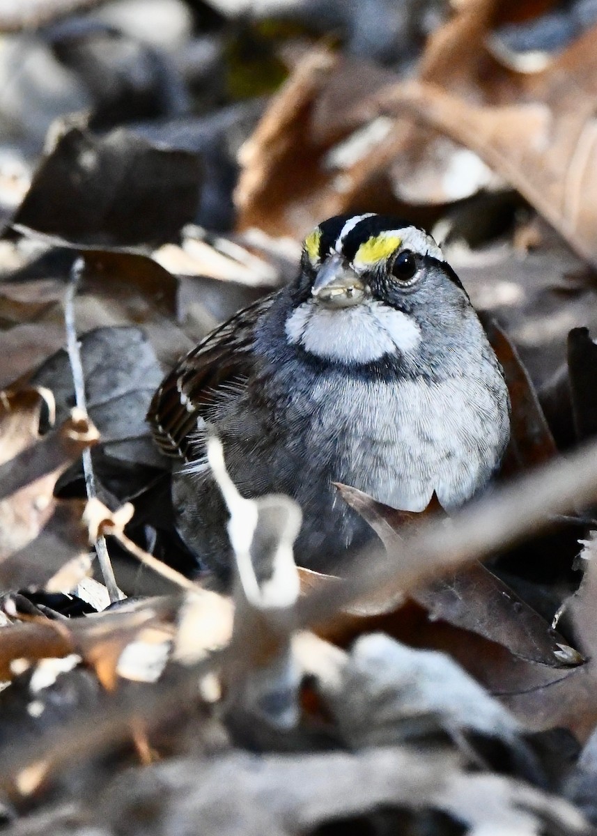 White-throated Sparrow - ML647154116