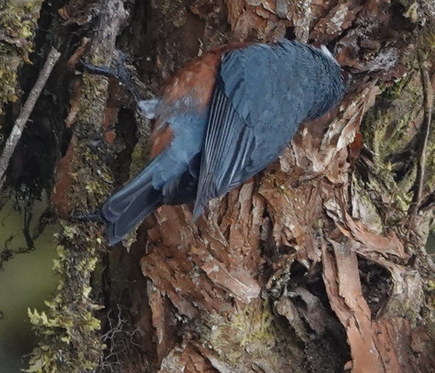 Giant Conebill - ML647154117